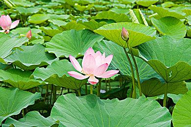 生活模拟游戏《Kitori Academy》2月8日开启众筹 支持中文